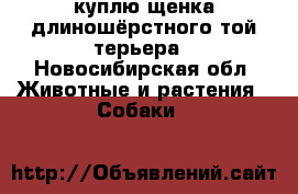 куплю щенка длиношёрстного той терьера - Новосибирская обл. Животные и растения » Собаки   